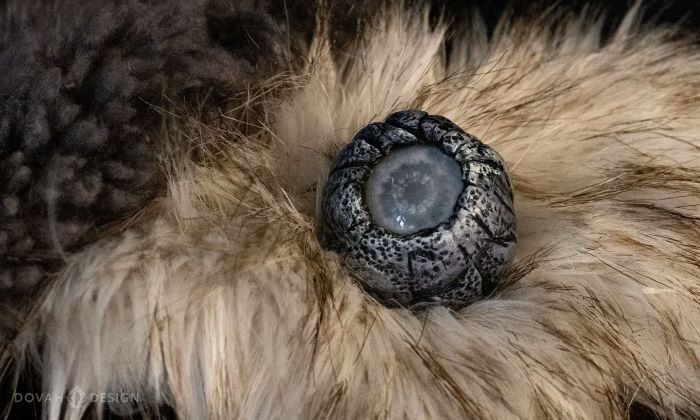 Elden Ring The Beast Eye Quivers – A Comprehensive Guide for Every Gamer